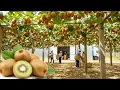 Inside the Hayward Kiwi Farm The Complete Growing Harvesting and Cold Storage Process