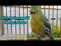 Download Lagu SIRTU BETINA GACOR PANDAI MEMANGGIL JANTAN 100% LANGSUNG NYAUT
