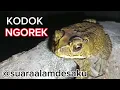 Lagu suara kodok ngorek#nature