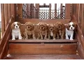 Cavalier King Charles Spaniel Puppies trying the stairs and it s cute