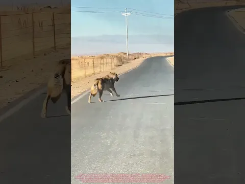 If This Wolf Ate Your Livestock, How Would You Handle It !🐑