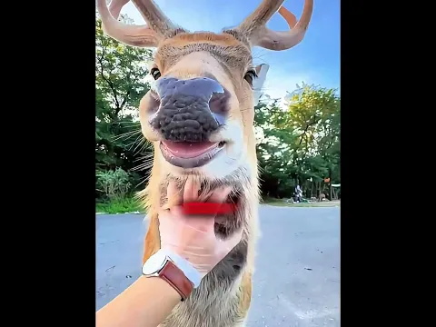 Pria ini membantu rusa menggaruk 😂🦌