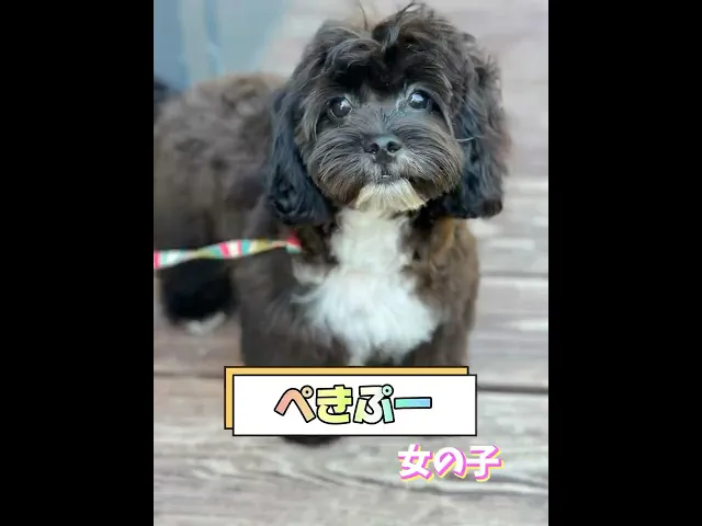 動画