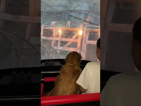 Dog: Taking my dog ​​into a fantasy realm 😱 #dog #goldenretriever #pets #funny #cute