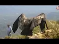 Download Lagu Ramayan ke jatayu Ki real video