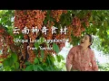 Download Lagu Unique Local Ingredients from Yunnan | Part 1 Food Compilation【滇西小哥】