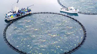 Inside Japan’s Gigantic and Super-Efficient Fishing Farm