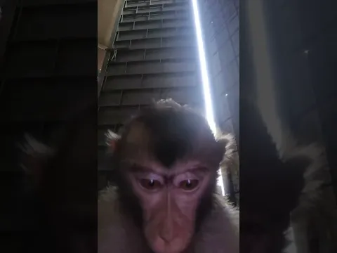 buymeacoffee.com/Viralshorts1|. monkey receiving a call #monkey #shorts