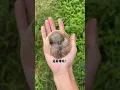 Download Lagu First time seeing a super big snail! | Chinese Mountain Forest Life and Food #Moo Tik Tok#FYP