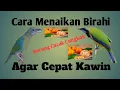 Download Lagu Menaikan birahi burung cucak cungko agar cepat kawin