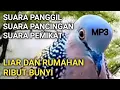 Download Lagu SUARA PANGGIL PAGI HARI TEKUKUR DEKUKUR GACOR LOKAL ALAM MP3