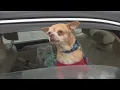 Is Prancer the Chihuahua the Worst Dog in America