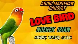 Download Masteran Lovebird Ngekek Isian Cililin Untuk Masteran Murai Batu, Kacer, Cucak Ijo Buruan Coba ‼️ MP3