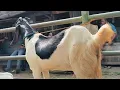 Download Lagu 900 ribu !! Babon Hamil Tua Seminggu Lagi Beranak !! Harga Murah Meriah !! Pasar Kambing Tuban