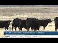 Carbon County man sentenced for killing cattle