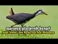 Download Lagu Paling dicari Suara ruak ruak tunggal terbaru 2022 paling bening