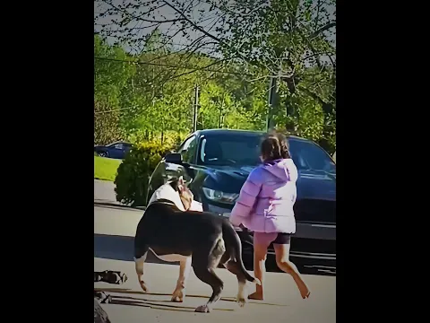 These dogs are trained to protect his lil girl ♥️