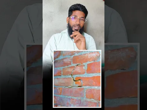 dekho sanp diwar par kaise chad rha hai 🥹