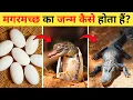 Crocodile Life Cycle Life Cycle Of Crocodile In Hindi