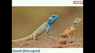 الجزء الثاني من المشروع البيني للتخصصات معلومات عن العجمة الزرقاء و البحث العملي 