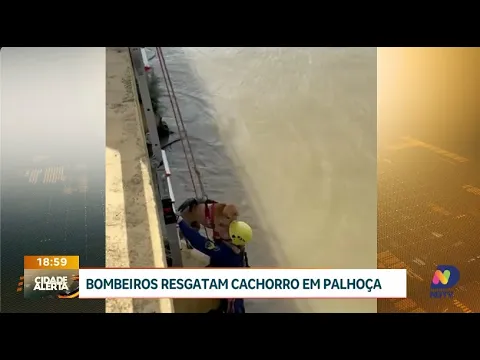 Bombeiros resgatam cachorro ilhado na Ponte do Imaruim em Palhoça
