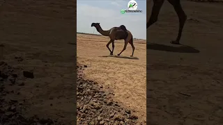بعير طيب الموقع السودان اتواصل 249923045135 اكسبلور ابل للبيع زافير بلدي ترند تيك توك خيل جمل 