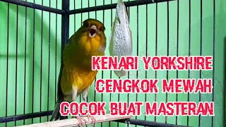 kenari yorkshire cengkok mewah cocok buat masteran kenari kenarigacor
