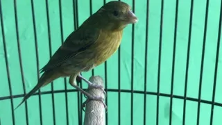 masteran burung kenari paud ngeriwik kasat kusut