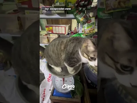 Este gatito se pasó de panzón #humor