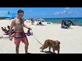 Haulover Dog Beach - Miami Florida