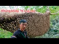Download Lagu Trúng mánh luồn những tổ ong khủng bầu mật chám voi khu rừng bần