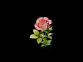 But beautiful (with Nancy Wilson)