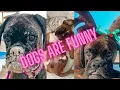 Download Lagu WiLD and crazy new dog breed |Boxer Dog funny moments | boxer dog the best guard dogs #dog #viral