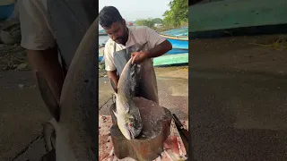 Amazing Pappans Fish Cutting Vibe Style #vibe #fish #cuttingskills 