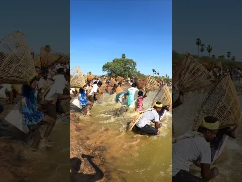 இன்னைக்கு சரியான மீன் வேட்டை 🎣😲 #villagelife #VillageFishing #shorts
