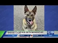Jessamine Co Sheriff s Office gets new K9