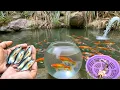 Download Lagu WOw! Serok ikan lele warna-warni, ikan sapu-sapu, ikan mas koki, ikan cupang, ikan komet, ikan gabus
