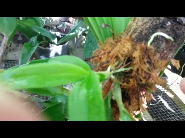 MOVE ORCHID SEEDLINGS (BABY ORCHIDS) FROM COMMUNITY POTS TO THE WOODS