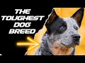 7 REASONS WHY THE BLUE HEELER IS THE TOUGHEST DOG BREED