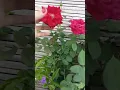 Lagu Alhamdulillah bunga mawarku mekar semua#bunga #bungamawar #tanamanhias #purwokerto