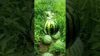 Https V Kuaishou Com JR4XRAQ8 Shared A New Post In Kwai Let S Have A Look 