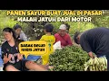 BANTU OM DAN BIBI PANEN SAYUR BUAT JUAL, MALAH JATUH DARI MOTOR😭