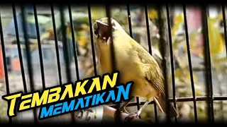 pleci mewah untuk pancingan dan masteran pleci supaya gacor nembak masteranpleci