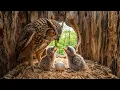 GREAT HORNED OWL FROM EGG TO ADULT THE COMPLETE LIFE CYCLE
