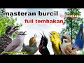 Download Lagu Paling Dicari !! Masteran Burcil Tembakan Kasar Dengan Nilai Tertinggi