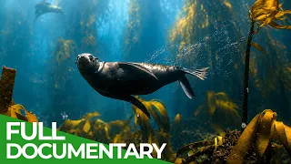 The Golden Kelp Forest: Africa’s Most Fascinating Ecosystem | Free Documentary Nature