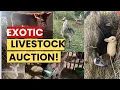 ALTERNATIVE Livestock SALE