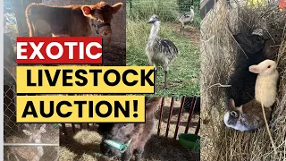 ALTERNATIVE Livestock SALE