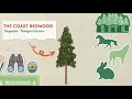 How Do Coast Redwoods Grow So Tall The Secret Life of Redwoods Ep 1