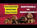 Dachshund Breeding Practices Responsible vs Irresponsible